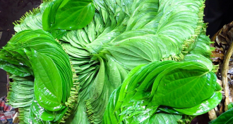 Top 4 bài thuốc chữa viêm phế quản mãn tính bằng lá trầu không